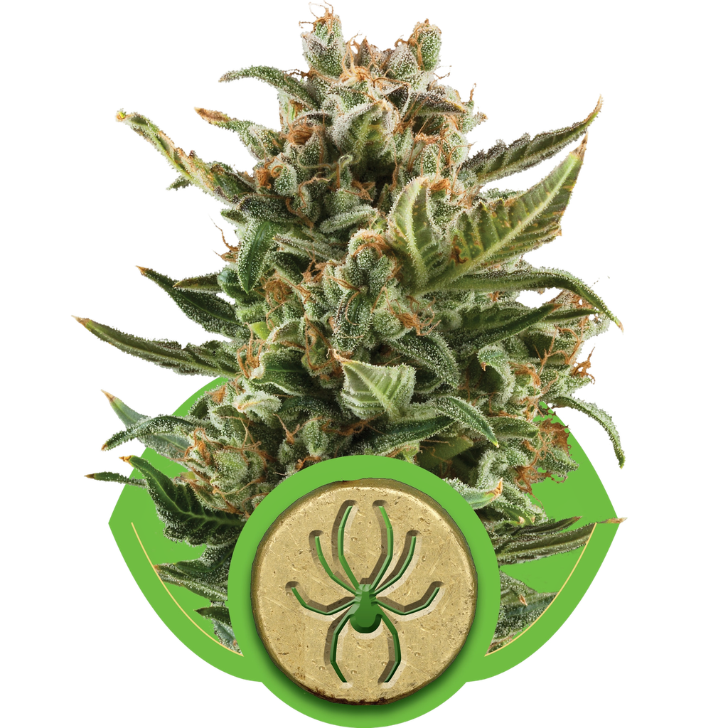 White Widow Auto | AUTOFEM | Royal Queen Seeds