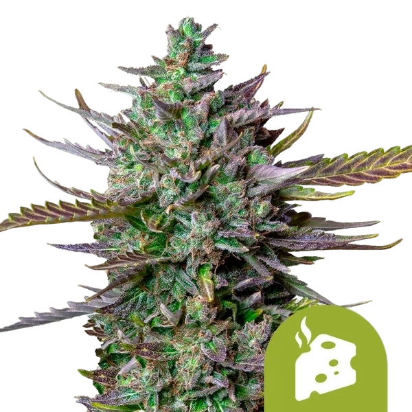 Blue Cheese Auto | AUTOFEM | Royal Queen Seeds