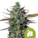 Blue Cheese Auto | AUTOFEM | Royal Queen Seeds