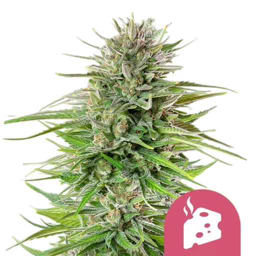 Blue Cheese | PHOTOFEM | Royal Queen Seeds