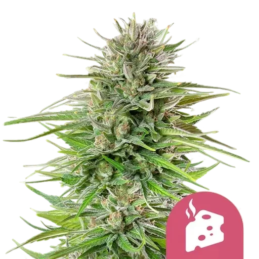 Blue Cheese | PHOTOFEM | Royal Queen Seeds