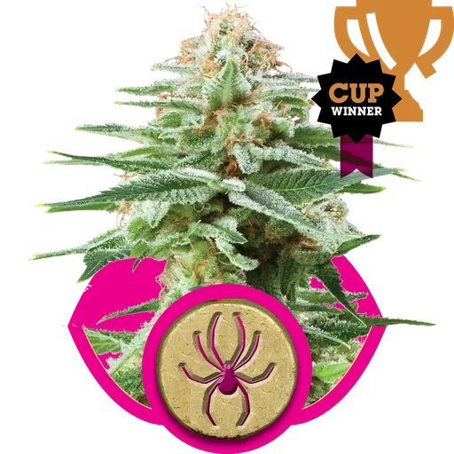 White Widow | PHOTOFEM | Royal Queen Seeds