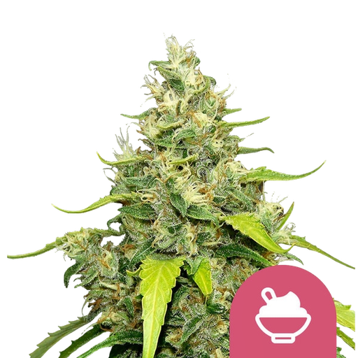 Blue Gelato | PHOTOFEM | Royal Queen Seeds