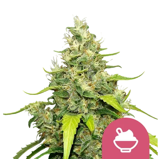 Blue Gelato | PHOTOFEM | Royal Queen Seeds