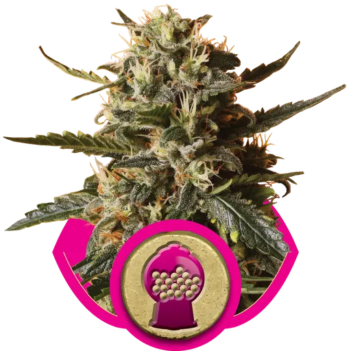 Bubblegum XL | PHOTOFEM | Royal Queen Seeds