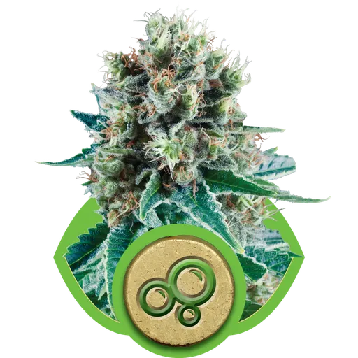 Bubble Kush Auto | AUTOFEM | Royal Queen Seeds