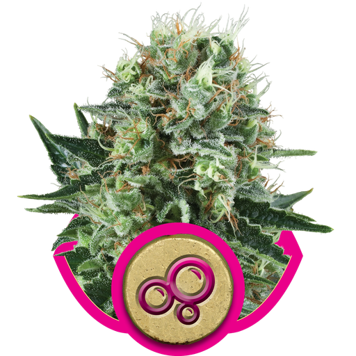 Bubble Kush | PHOTOFEM | Royal Queen Seeds