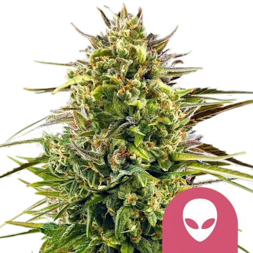 Alien OG | PHOTOFEM | Royal Queen Seeds