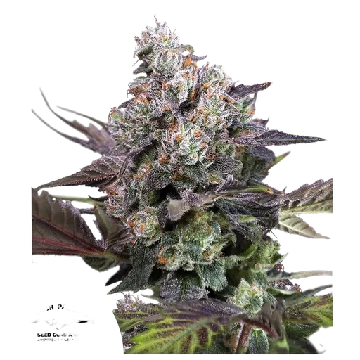 Candy Bubatz XL | PHOTOFEM | Dutch Passion