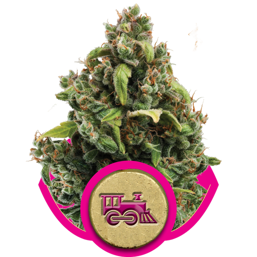 Candy Kush Express FAST | PHOTOFEM | Royal Queen Seeds