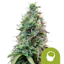 Amnesia Haze Auto | AUTOFEM | Royal Queen Seeds