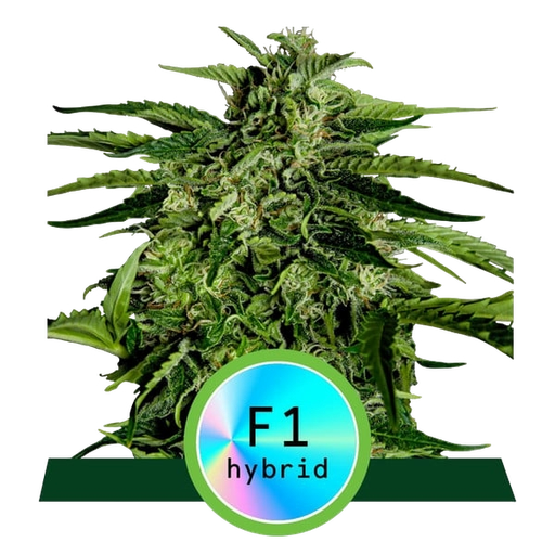 Apollo F1 | AUTOFEM | Royal Queen Seeds
