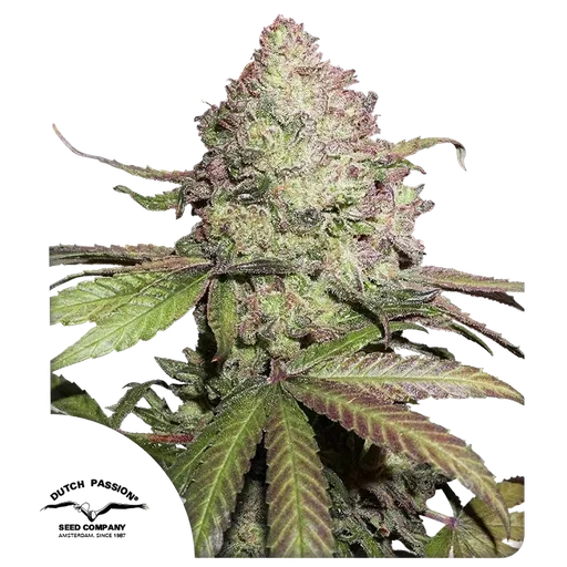 Charlottes Angel CBD Auto | AUTOFEM | Dutch Passion