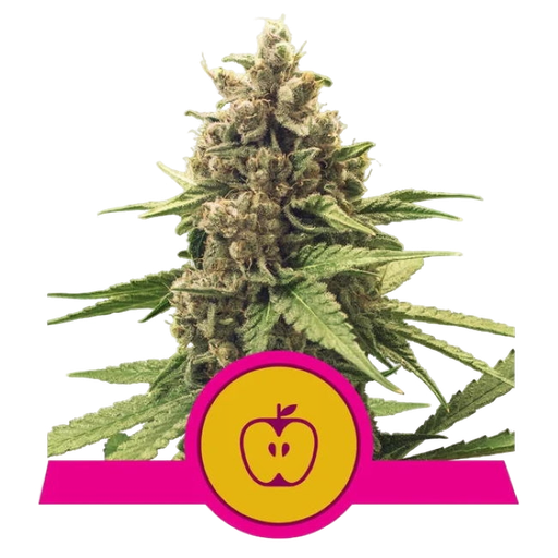 Apple Fritter | PHOTOFEM | Royal Queen Seeds