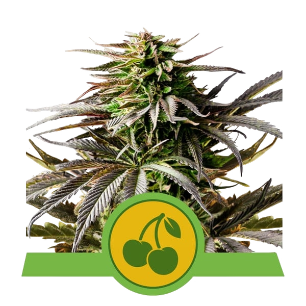Cherry Pie Auto | AUTOFEM | Royal Queen Seeds