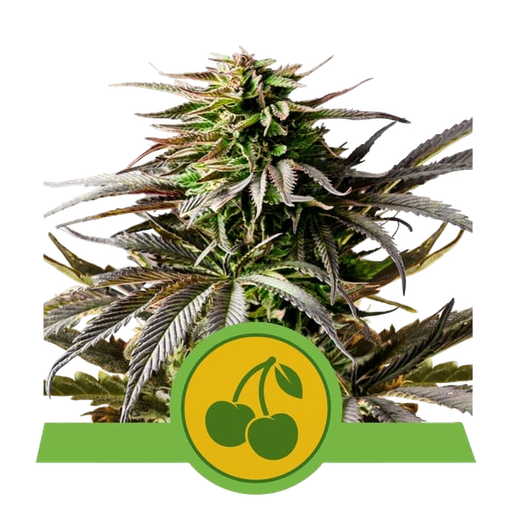 Cherry Pie | AUTOFEM | Royal Queen Seeds