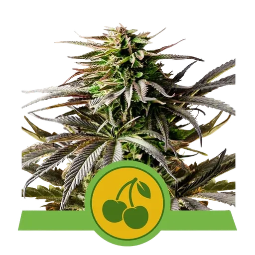 Cherry Pie Auto | AUTOFEM | Royal Queen Seeds