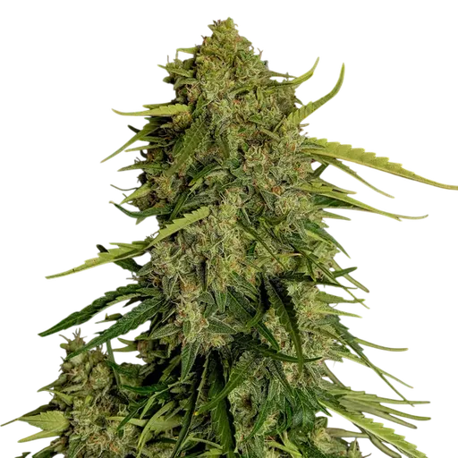 Atlas F1 | AUTOFEM | Royal Queen Seeds