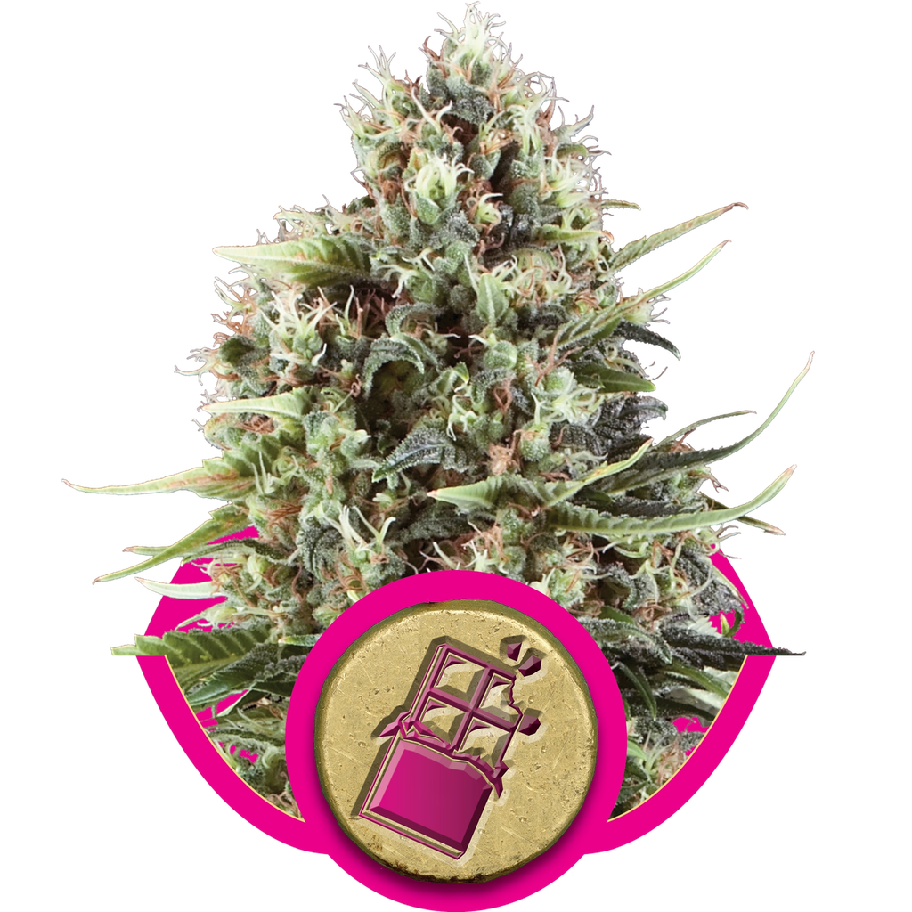Chocolate Haze | PHOTOFEM | Royal Queen Seeds