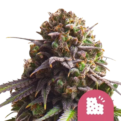 Biscotti | PHOTOFEM | Royal Queen Seeds