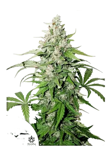 Cinderella Jack | AUTOFEM | Dutch Passion