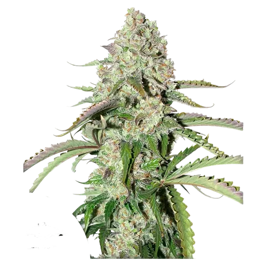 Colorado Cookies | AUTOFEM | Dutch Passion