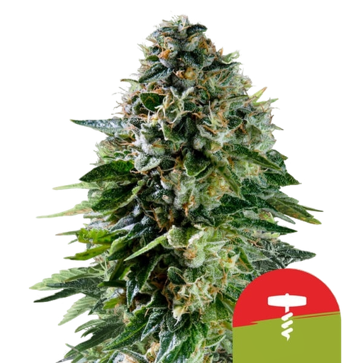 Corkscrew | AUTOFEM | Royal Queen Seeds