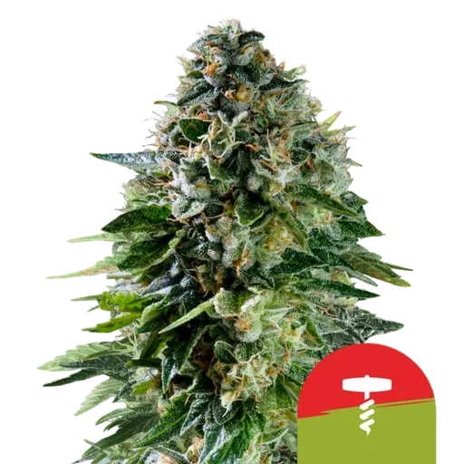 Corkscrew | AUTOFEM | Royal Queen Seeds