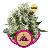 Critical Kush | PHOTOFEM | Royal Queen Seeds