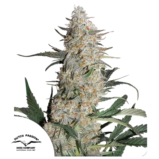 Critical Orange Punch | PHOTOFEM | Dutch Passion