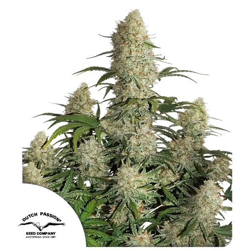 Critical Orange Punch Auto | AUTOFEM | Dutch Passion