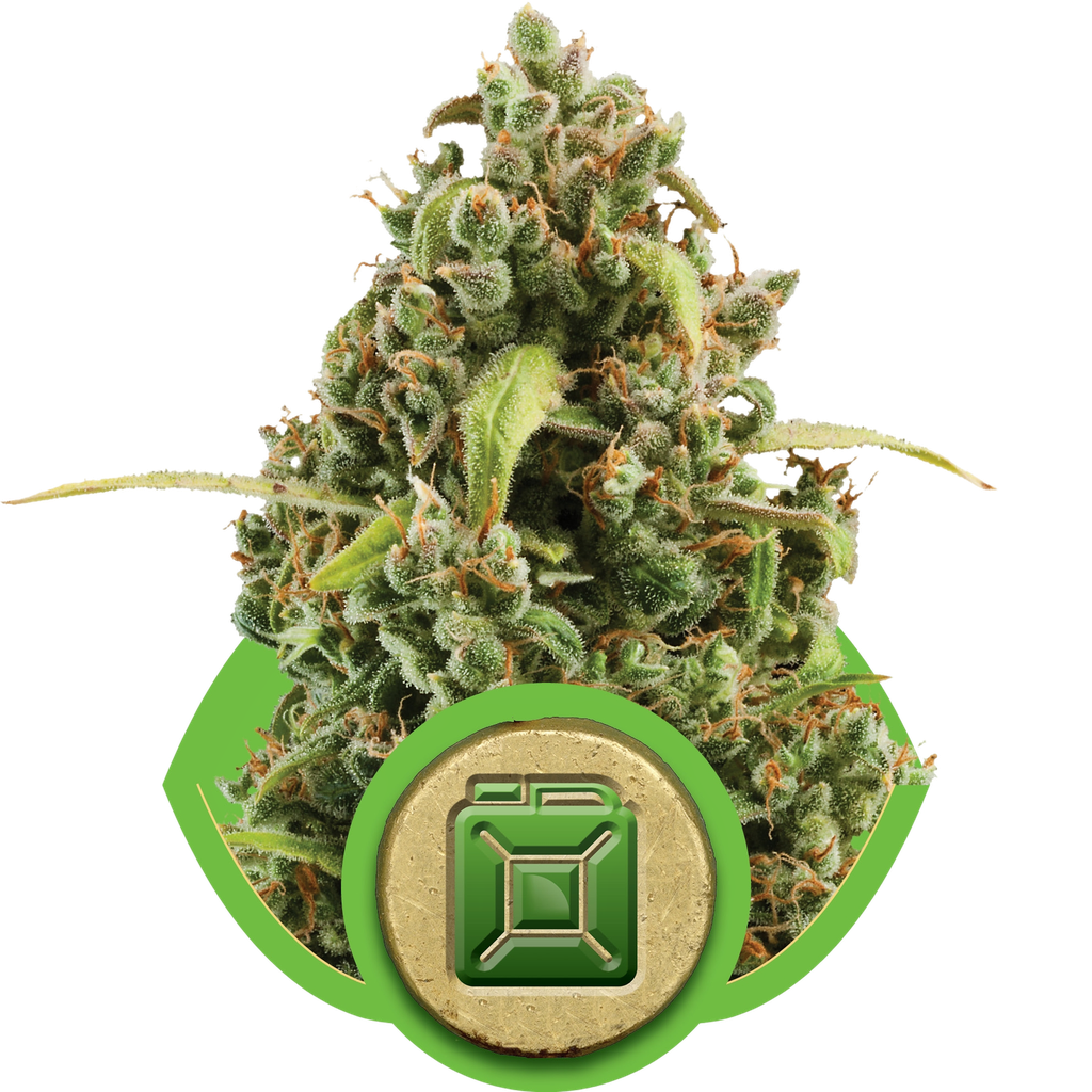 Diesel Auto | AUTOFEM | Royal Queen Seeds