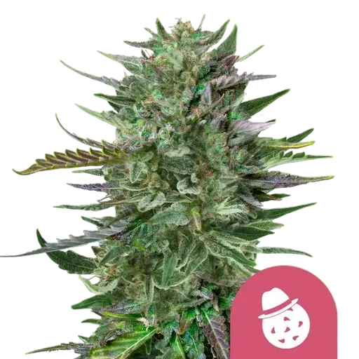 Do-Si-Dos | PHOTOFEM | Royal Queen Seeds