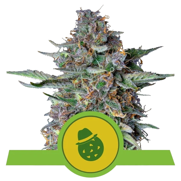 Do-Si-Dos Auto | AUTOFEM | Royal Queen Seeds