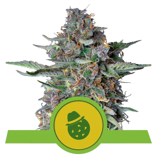 Do-Si-Dos | AUTOFEM | Royal Queen Seeds