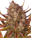 Dos Si Dos | AUTOFEM | Barneys Farm