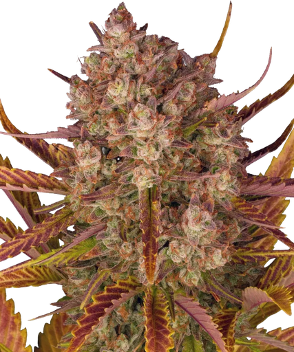 Dos Si Dos | AUTOFEM | Barneys Farm