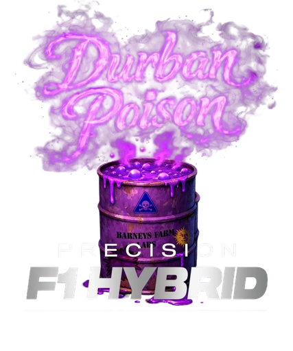 Durban Poison | PHOTOFEM | Barneys Farm