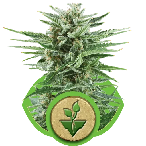 Easy Bud | AUTOFEM | Royal Queen Seeds