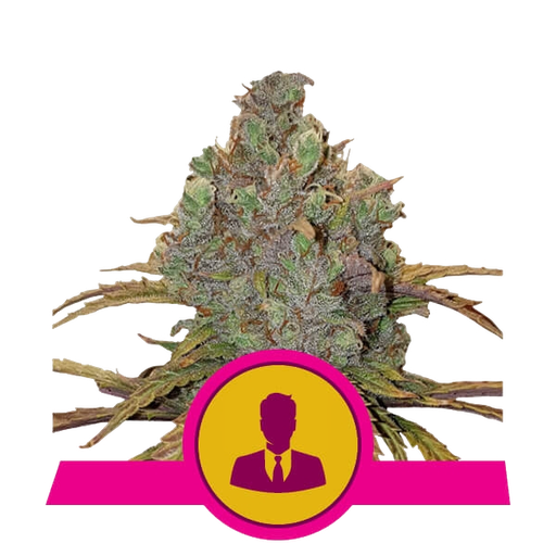 El Patron | PHOTOFEM | Royal Queen Seeds