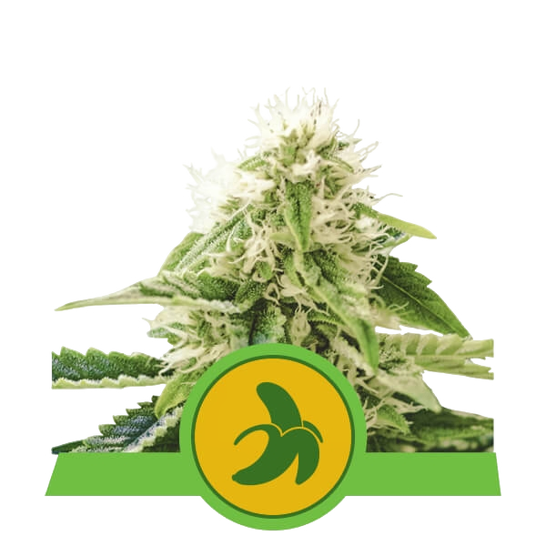 Fat Banana Auto | AUTOFEM | Royal Queen Seeds