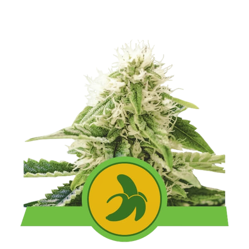 Fat Banana | AUTOFEM | Royal Queen Seeds