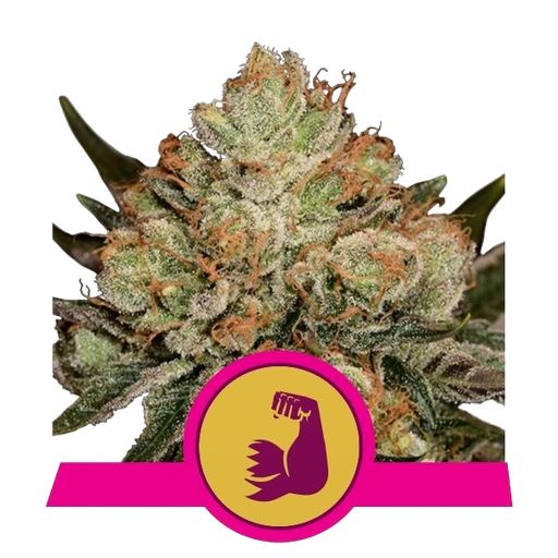 HulkBerry | PHOTOFEM | Royal Queen Seeds