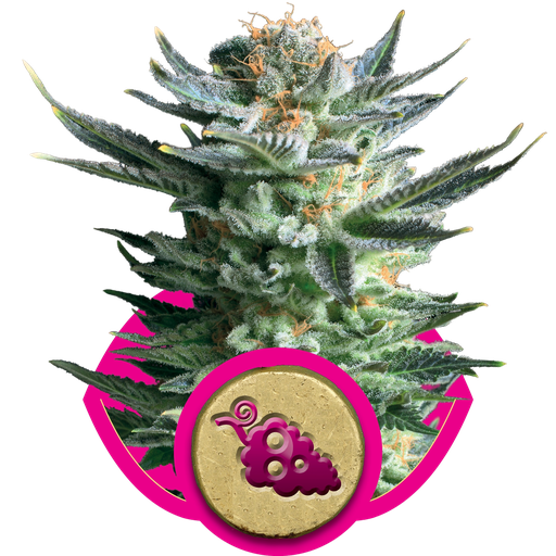Fruit Spirit | PHOTOFEM | Royal Queen Seeds