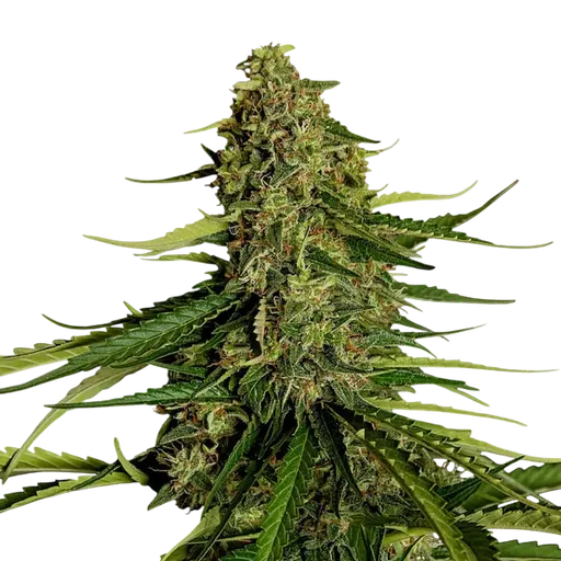 Gaia F1 | AUTOFEM | Royal Queen Seeds