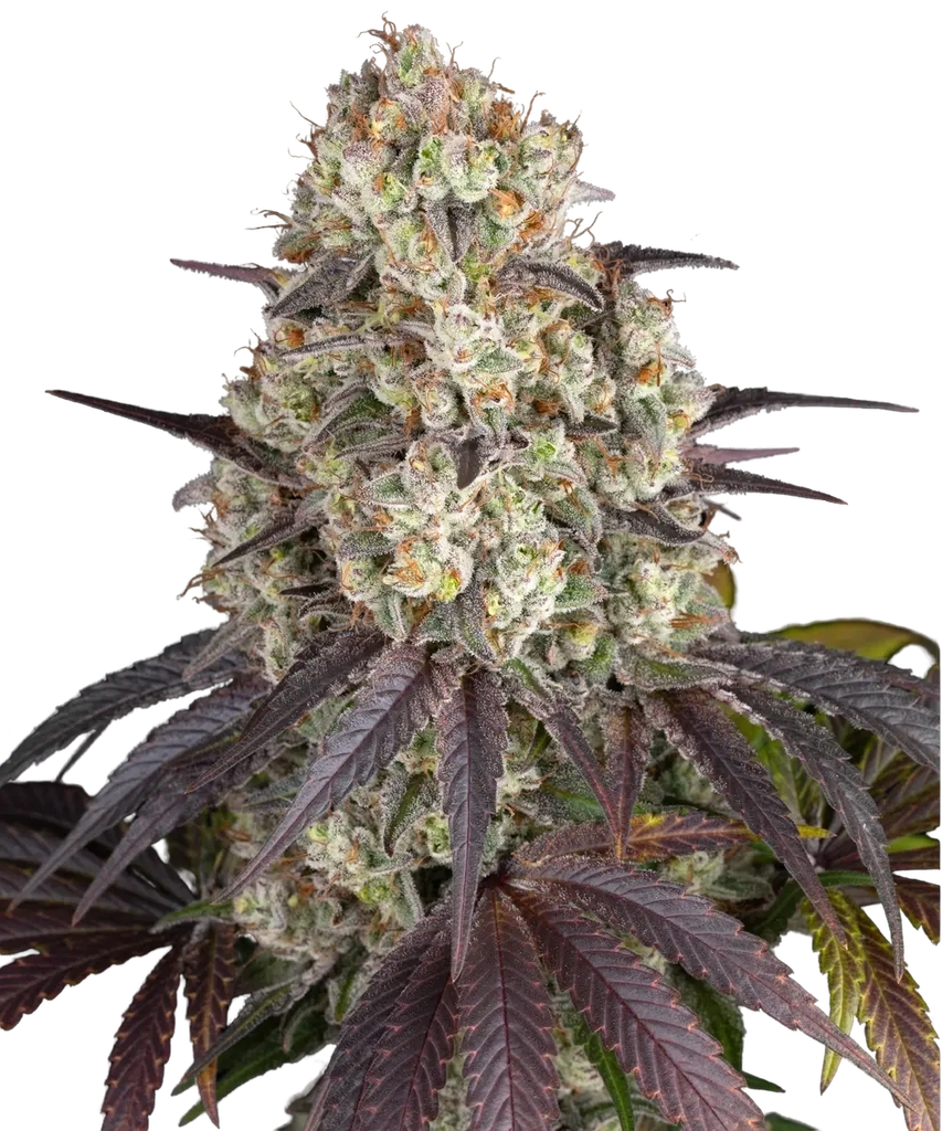 Gary Payton | PHOTOFEM | Barneys Farm