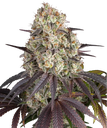 Gary Payton | PHOTOFEM | Barneys Farm