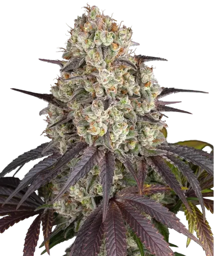 Gary Payton | PHOTOFEM | Barneys Farm