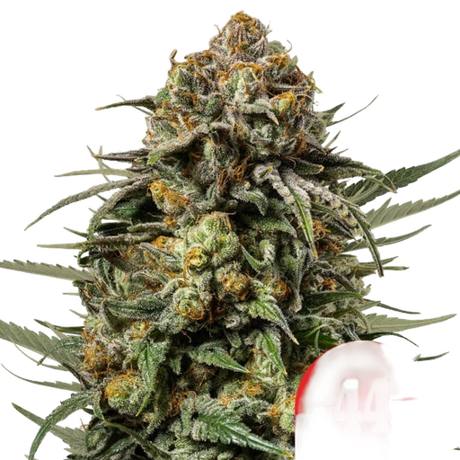 Gelato 44 | PHOTOFEM | Royal Queen Seeds