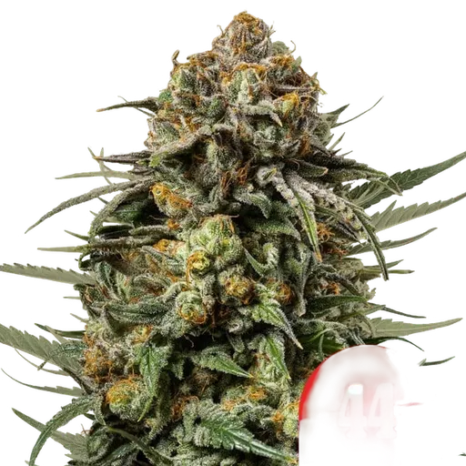 Gelato 44 | PHOTOFEM | Royal Queen Seeds